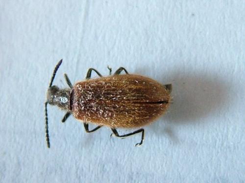 Réf. 239 552 : Lagria hirta
